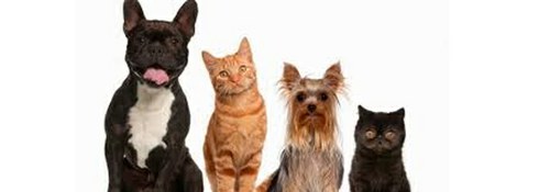 Imatge de la notícia Protocol de rescat d’animals de companyia a la via pública: gats i gossos