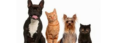 Protocol de rescat d’animals de companyia a la via pública: gats i gossos