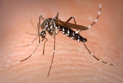 Imatge de la notícia L'Ajuntament de Lleida actua en zones on proliferen larves per evitar la generació de mosquits 