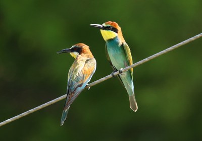 Imatge del event Ecodescoberta. Els ocells migradors del Parc de la Mitjana