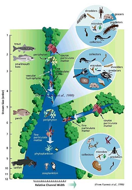 Ecologia fluvial