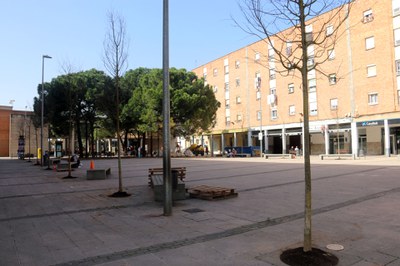 La Paeria renova tot l’arbrat de la plaça de Sant Pere amb 16 lledoners 