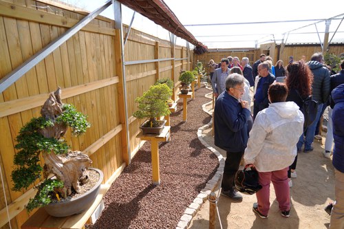 Imatge de la notícia ‘Espai Bonsai’ el primer museu del bonsai a Lleida