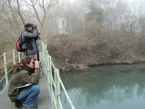 Imatge de la notícia Cens d'aus aquàtiques hivernants a la Mitjana