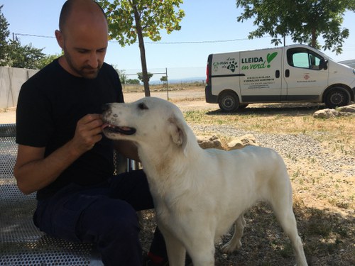 Imatge de la notícia "El Refugi dels Peluts", nou nom per al Centre d'Acollida d'Animals de Companyia de Lleida 
