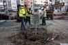 Imatge de la notícia Es planten un centenar d'arbres a la plaça Ricard Viñes
