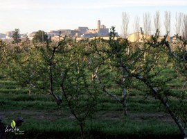L’Ajuntament de Lleida convoca els Premis Horta de Lleida 2018 