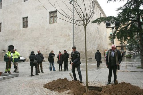 Imatge de la notícia L'Ajuntament de Lleida inicia la campanya de plantació d'arbres