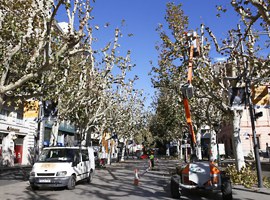 Imatge de la notícia L’Ajuntament de Lleida realitzarà treballs d’esporga en 14.500 arbres amb motiu de la campanya d’hivern 2017/2018