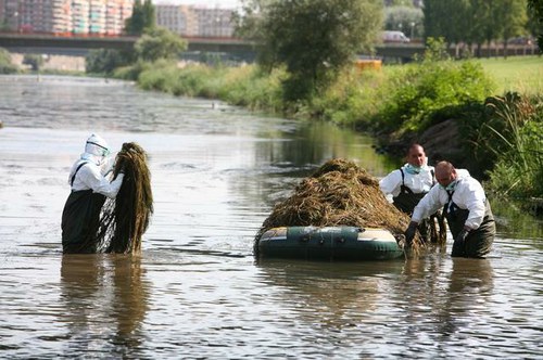 Imatge de la notícia La neteja del riu Segre acaba amb la retirada de 40'6 tones de macròfits 