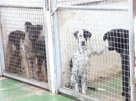 La Paeria adjudica les obres de rehabilitació del Centre d’Acollida d’Animals de Companyia de Lleida
