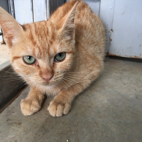 Imatge de la notícia La Paeria fa una crida a la ciutadania per adoptar gats del Refugi dels Peluts 