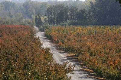 La Paeria incrementa la seguretat viària a l'Horta amb el desbrossament de 230 quilòmetres de camins