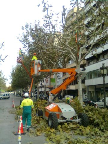 Imatge de la notícia La Paeria inicia la campanya d'esporga hivernal dels arbres de la ciutat