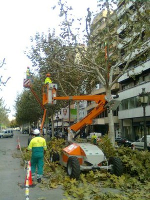 La Paeria inicia la campanya d'esporga hivernal dels arbres de la ciutat