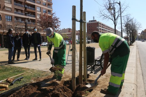 Imatge de la notícia La Paeria ja ha plantat dues terceres parts dels 776 arbres previstos 