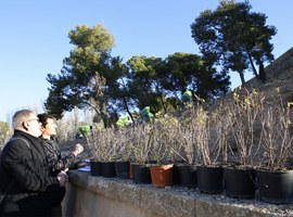 Imatge de la notícia La Paeria millora l'enjardinament del talús de la Llengua de Serp, al Turó de la Seu Vella, amb 5.700 plantes 