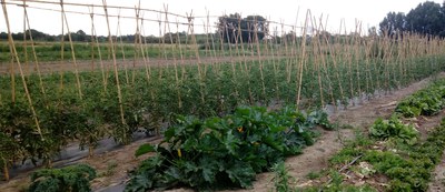 La Paeria obre la convocatòria per als projectes agraris professionals del Viver d’Agricultors de Rufea 