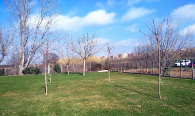 La Paeria planta prop de 900 arbres i 1.200 plantes arbustives durant aquest hivern 