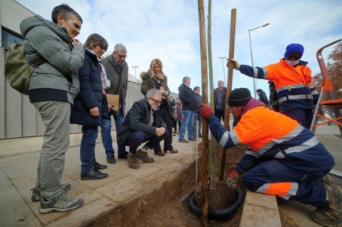 Imatge de la notícia La Paeria plantarà més de 600 arbres aquest hivern