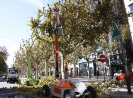Imatge de la notícia La Paeria realitza treballs d’esporga en prop de 15.000 arbres de la ciutat