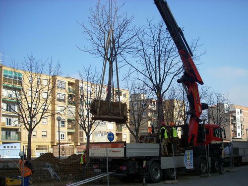 Imatge de la notícia La Paeria trasplanta 5 arbres del parc del cobriment de les vies