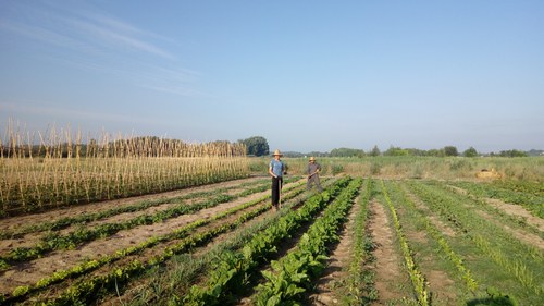 Imatge de la notícia Portes obertes del projecte agrosocial “La Cristaleria germina” als horts de Rufea 
