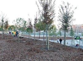 Plantada d'arbres al nou bosc urbà de Lleida, a Balàfia
